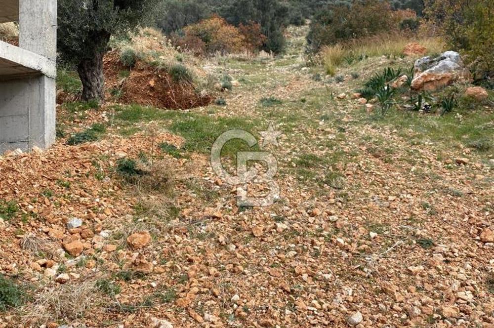 CB GİZ'DEN KAŞ BEZİRGAN ORDU'DA SATILIK ZEYTİNLİK.