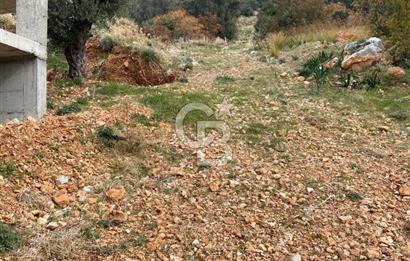 CB GİZ'DEN KAŞ BEZİRGAN ORDU'DA SATILIK ZEYTİNLİK.