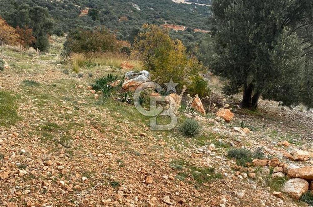 CB GİZ'DEN KAŞ BEZİRGAN ORDU'DA SATILIK ZEYTİNLİK.