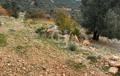 CB GİZ'DEN KAŞ BEZİRGAN ORDU'DA SATILIK ZEYTİNLİK.