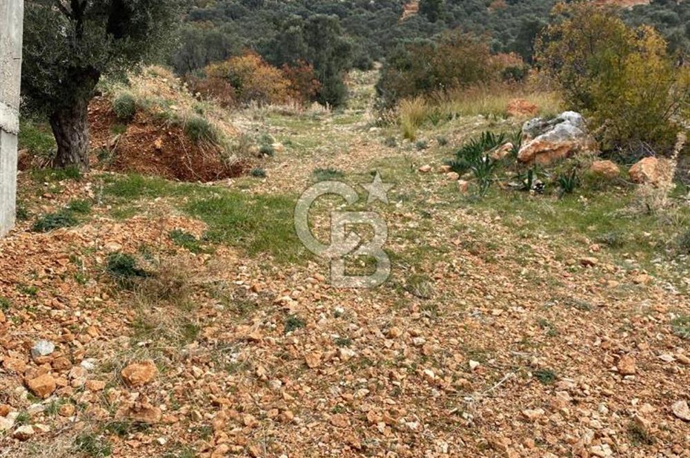 CB GİZ'DEN KAŞ BEZİRGAN ORDU'DA SATILIK ZEYTİNLİK.