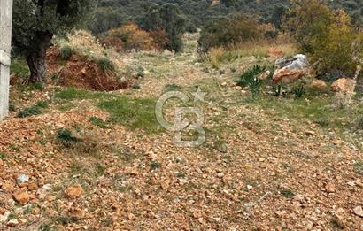 CB GİZ'DEN KAŞ BEZİRGAN ORDU'DA SATILIK ZEYTİNLİK.