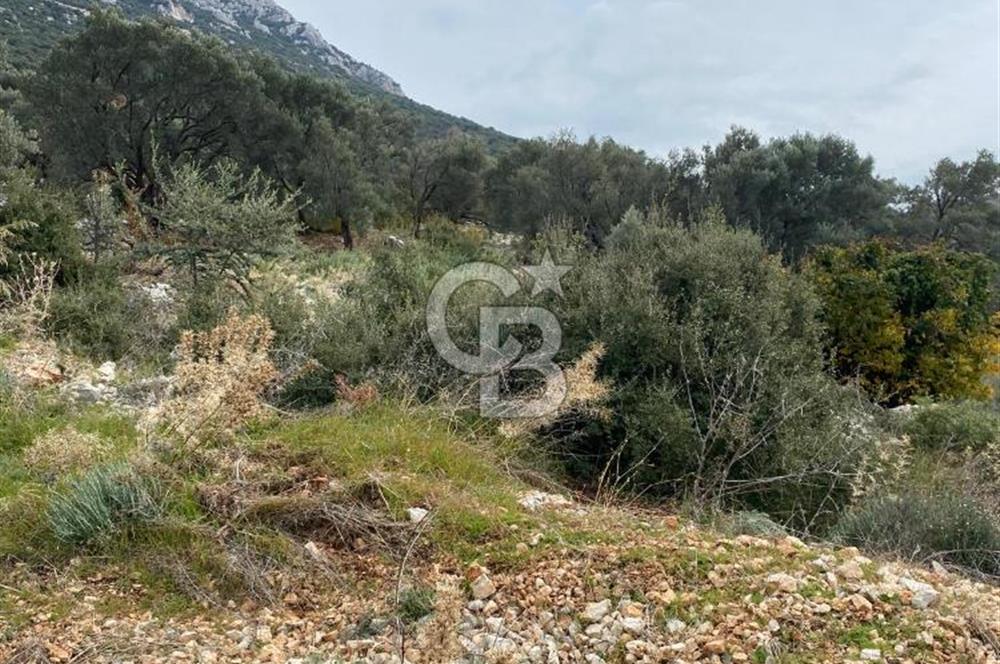 CB GİZ'DEN KAŞ BEZİRGAN ORDU'DA SATILIK ZEYTİNLİK.