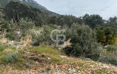 CB GİZ'DEN KAŞ BEZİRGAN ORDU'DA SATILIK ZEYTİNLİK.