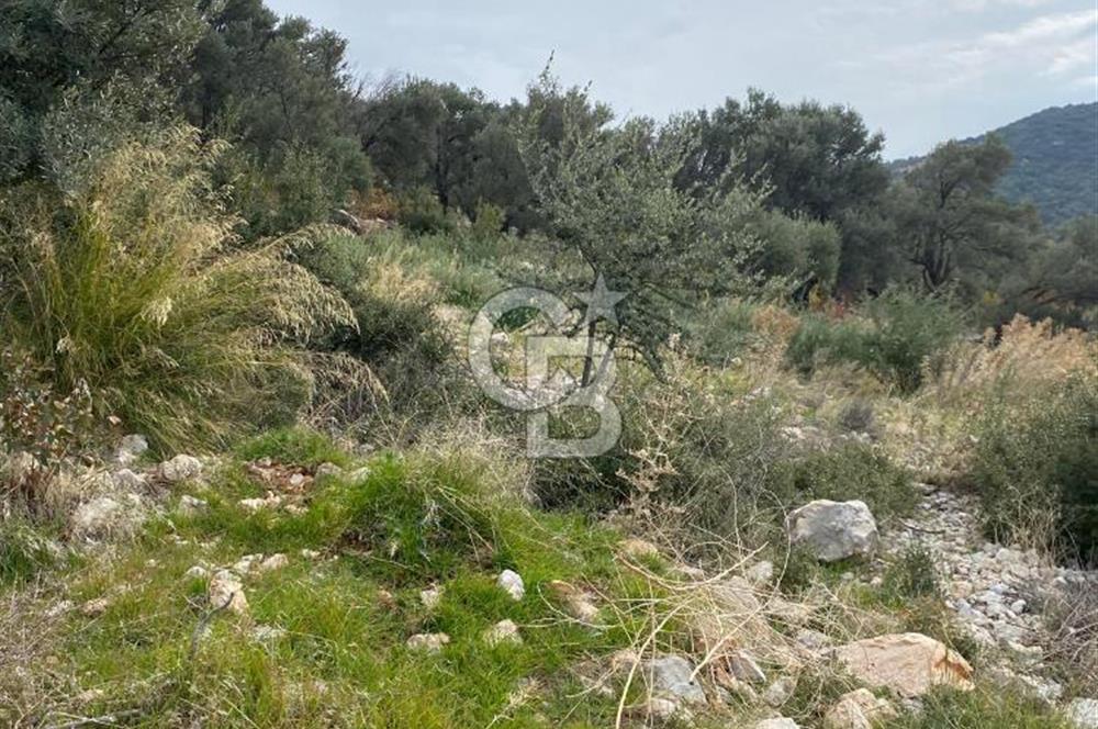 CB GİZ'DEN KAŞ BEZİRGAN ORDU'DA SATILIK ZEYTİNLİK.