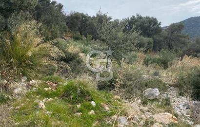 CB GİZ'DEN KAŞ BEZİRGAN ORDU'DA SATILIK ZEYTİNLİK.