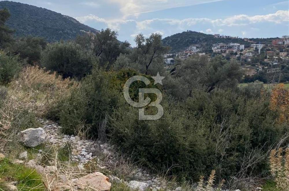 CB GİZ'DEN KAŞ BEZİRGAN ORDU'DA SATILIK ZEYTİNLİK.