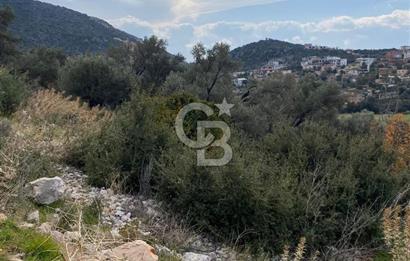 CB GİZ'DEN KAŞ BEZİRGAN ORDU'DA SATILIK ZEYTİNLİK.