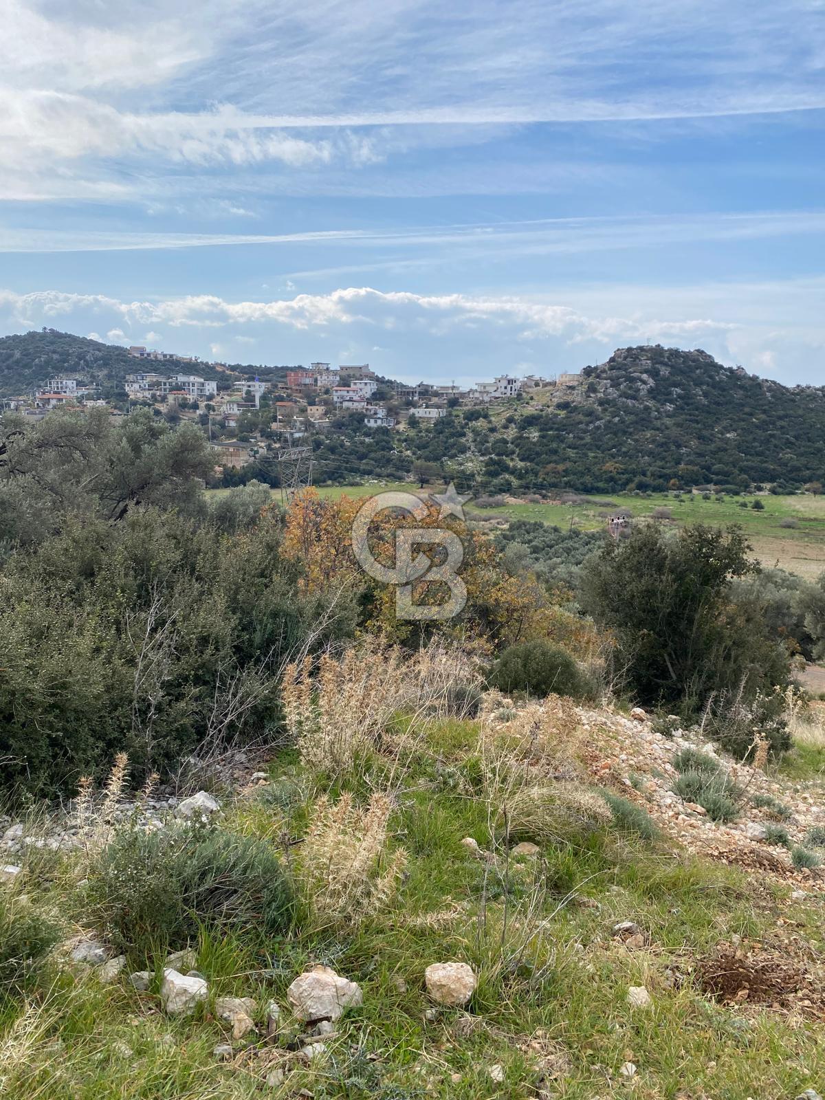 CB GİZ'DEN KAŞ BEZİRGAN ORDU'DA SATILIK ZEYTİNLİK.