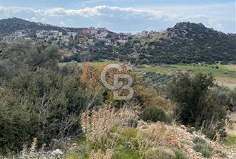 CB GİZ'DEN KAŞ BEZİRGAN ORDU'DA SATILIK ZEYTİNLİK. - 7 - 326370