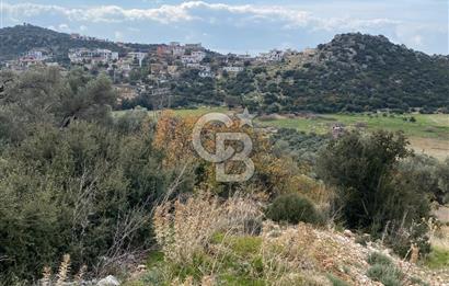 CB GİZ'DEN KAŞ BEZİRGAN ORDU'DA SATILIK ZEYTİNLİK.