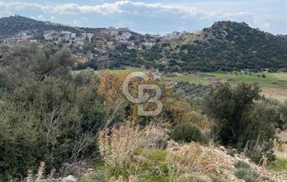 CB GİZ'DEN KAŞ BEZİRGAN ORDU'DA SATILIK ZEYTİNLİK.