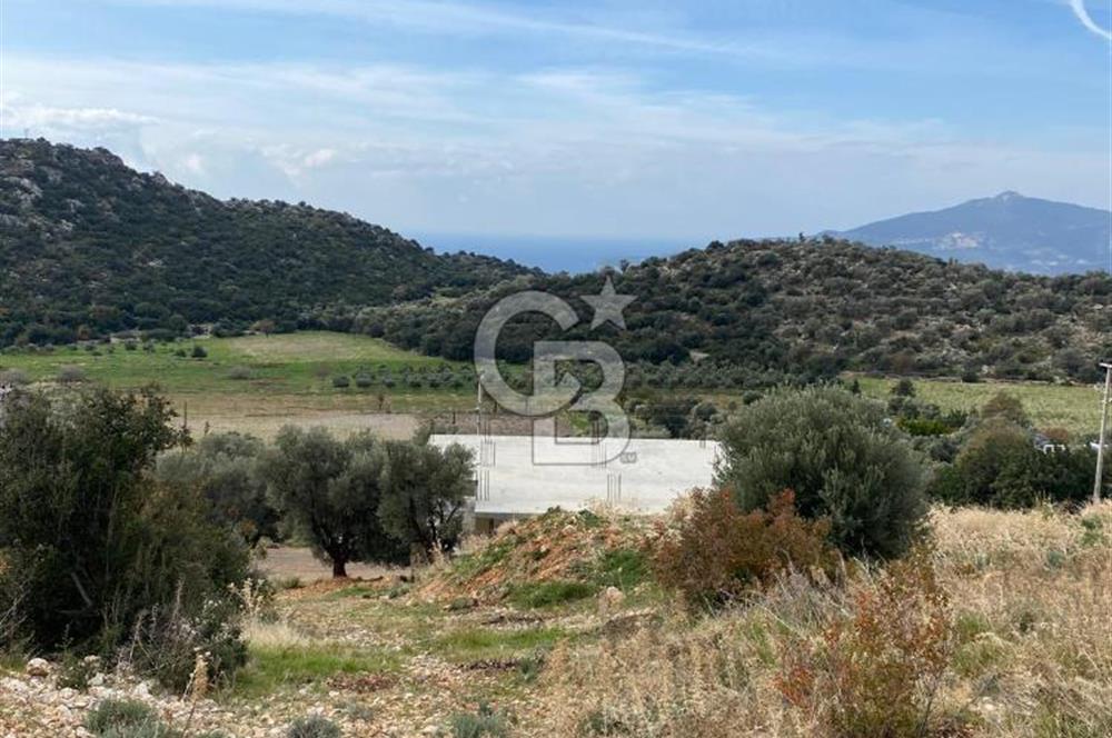 CB GİZ'DEN KAŞ BEZİRGAN ORDU'DA SATILIK ZEYTİNLİK.