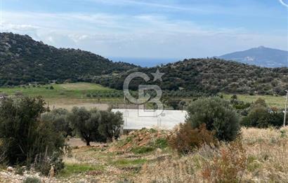 CB GİZ'DEN KAŞ BEZİRGAN ORDU'DA SATILIK ZEYTİNLİK.