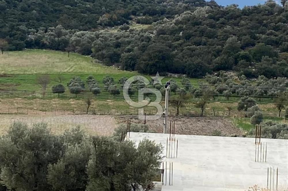 CB GİZ'DEN KAŞ BEZİRGAN ORDU'DA SATILIK ZEYTİNLİK.