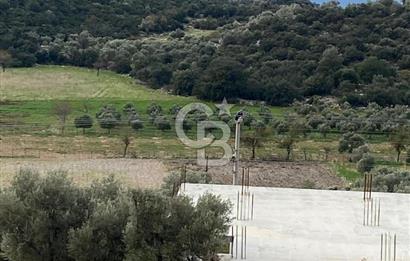 CB GİZ'DEN KAŞ BEZİRGAN ORDU'DA SATILIK ZEYTİNLİK.