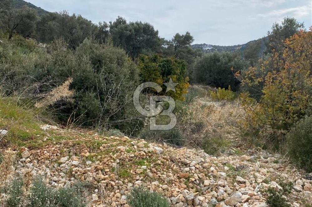 CB GİZ'DEN KAŞ BEZİRGAN ORDU'DA SATILIK ZEYTİNLİK.