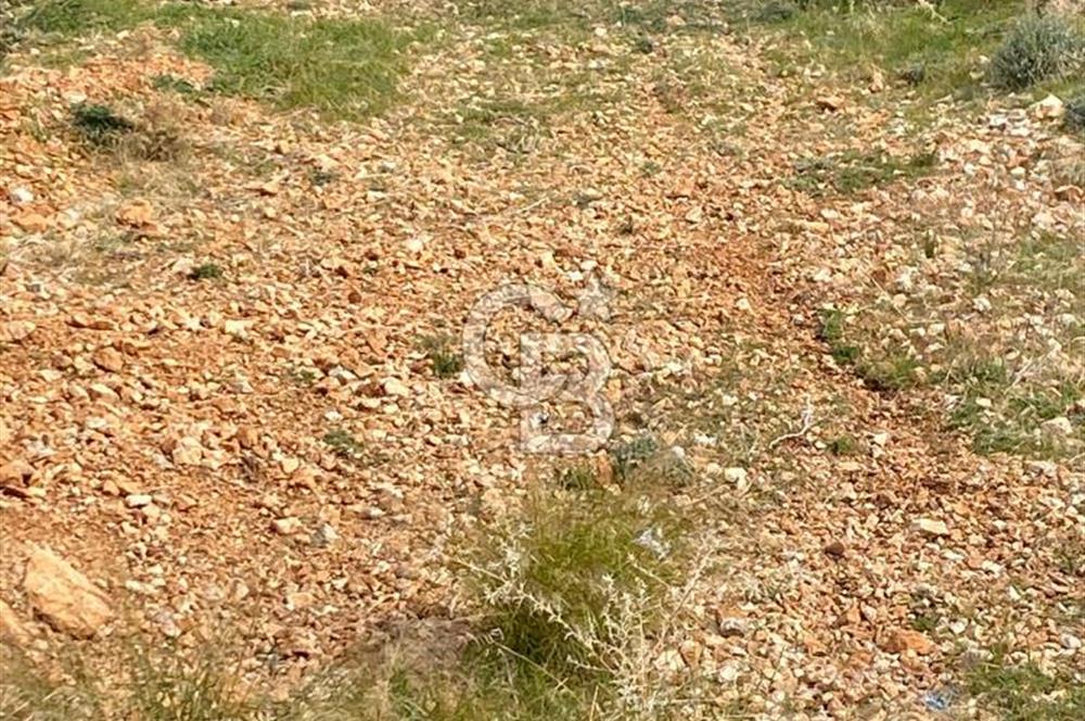 CB GİZ'DEN KAŞ BEZİRGAN ORDU'DA SATILIK ZEYTİNLİK.