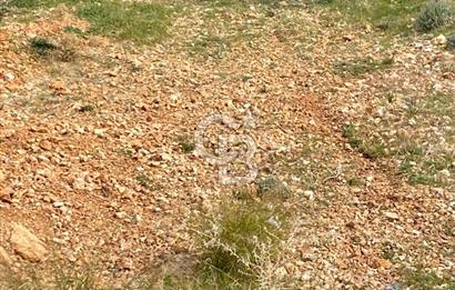 CB GİZ'DEN KAŞ BEZİRGAN ORDU'DA SATILIK ZEYTİNLİK.