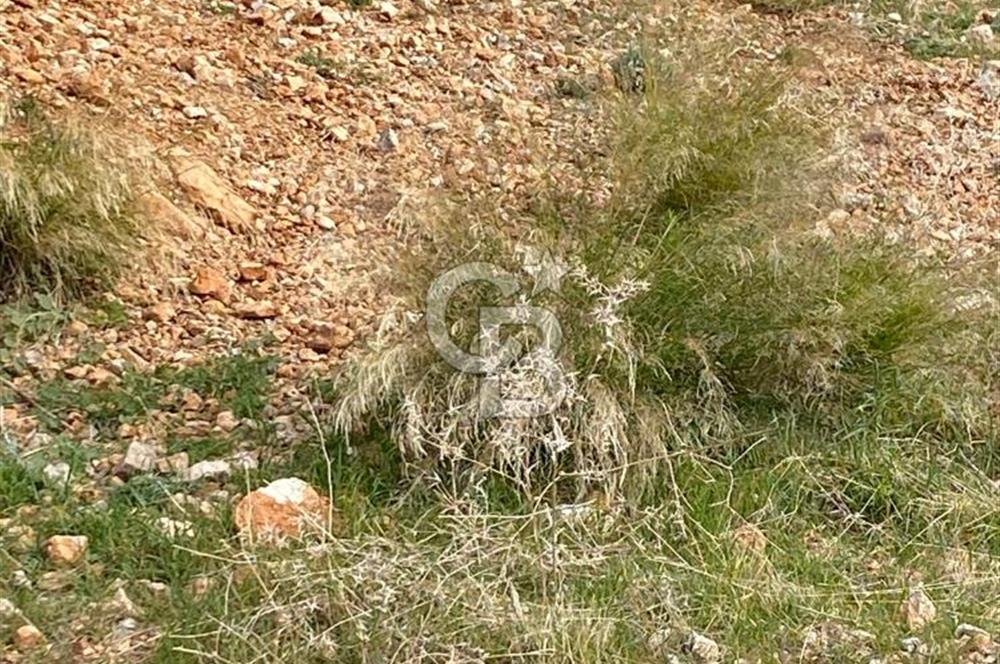 CB GİZ'DEN KAŞ BEZİRGAN ORDU'DA SATILIK ZEYTİNLİK.