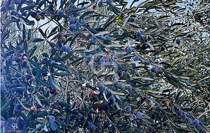 AYVALIK MUTLU KÖY 14 DÖNÜM TEL ÖRGÜLÜ YOL CEPHELİ 160 AĞAÇ