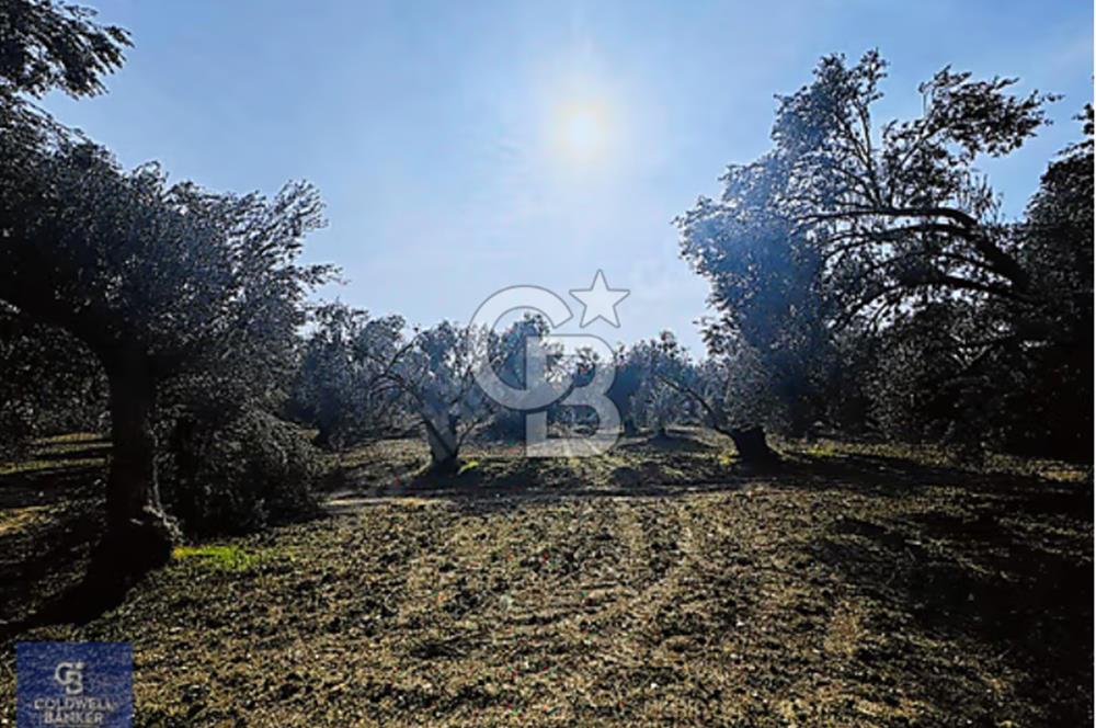 AYVALIK MUTLU KÖY 14 DÖNÜM TEL ÖRGÜLÜ YOL CEPHELİ 160 AĞAÇ