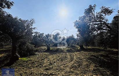 AYVALIK MUTLU KÖY 14 DÖNÜM TEL ÖRGÜLÜ YOL CEPHELİ 160 AĞAÇ