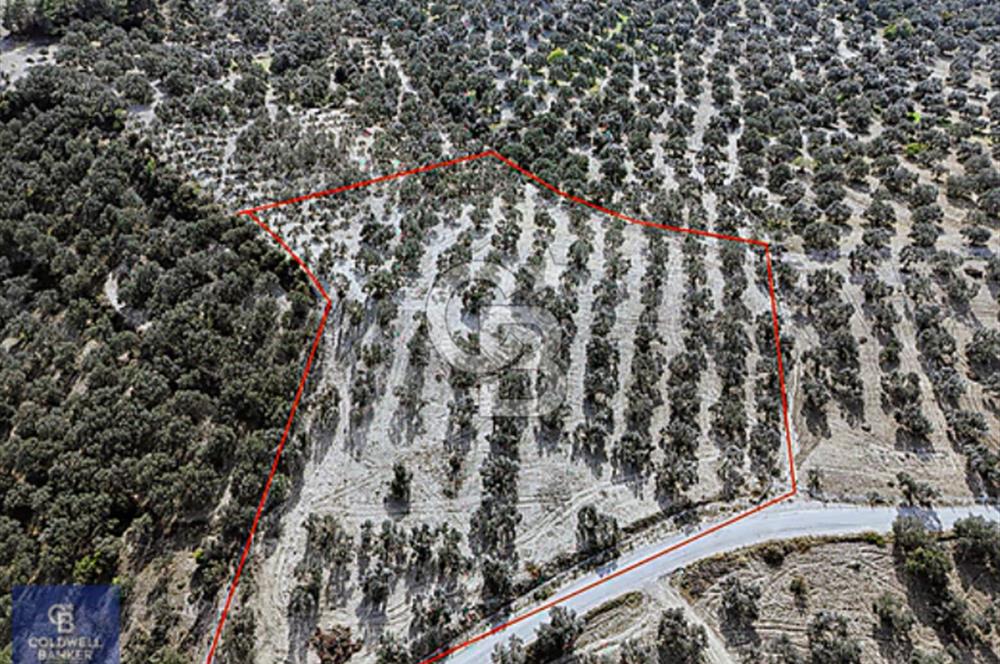 AYVALIK MUTLU KÖY 14 DÖNÜM TEL ÖRGÜLÜ YOL CEPHELİ 160 AĞAÇ