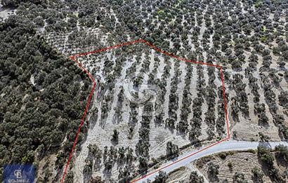 AYVALIK MUTLU KÖY 14 DÖNÜM TEL ÖRGÜLÜ YOL CEPHELİ 160 AĞAÇ