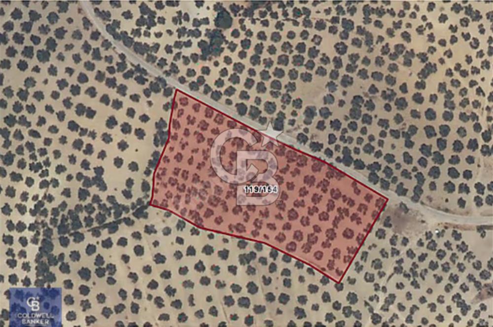 AYVALIK MUTLU KÖY 14 DÖNÜM TEL ÖRGÜLÜ YOL CEPHELİ 160 AĞAÇ