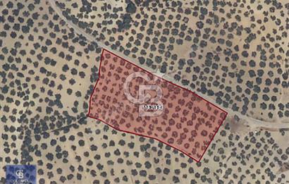 AYVALIK MUTLU KÖY 14 DÖNÜM TEL ÖRGÜLÜ YOL CEPHELİ 160 AĞAÇ