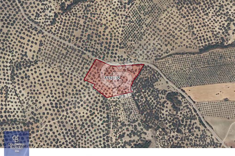 AYVALIK MUTLU KÖYÜ 13,8DÖNÜM TELLE ÇEVRİLİ YOL CEPHELİ 120 AĞAÇ