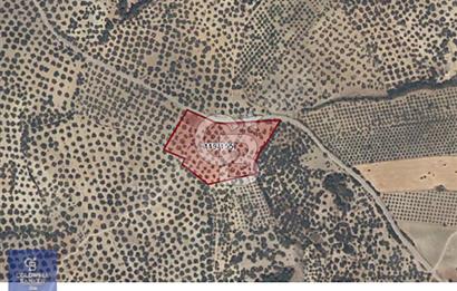 AYVALIK MUTLU KÖYÜ 13,8DÖNÜM TELLE ÇEVRİLİ YOL CEPHELİ 120 AĞAÇ