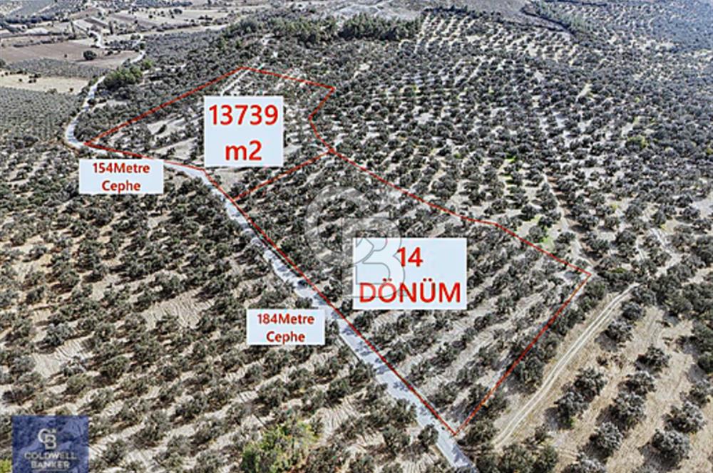 AYVALIK MUTLU KÖYÜ 13,8DÖNÜM TELLE ÇEVRİLİ YOL CEPHELİ 120 AĞAÇ