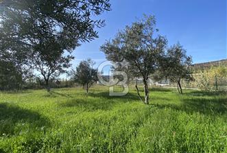 Urla Zeytineli Köyünde Denize 600m Mesafede Satılık Tarla - 2 - 326478