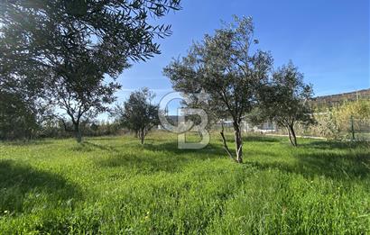 Urla Zeytineli Köyünde Denize 600m Mesafede Satılık Tarla