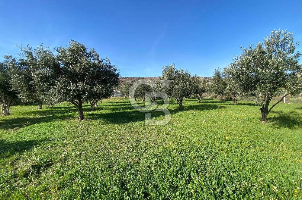 Urla Zeytineli Köyünde Denize 600m Mesafede Satılık Tarla