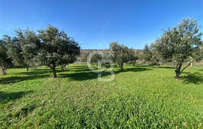 Urla Zeytineli Köyünde Denize 600m Mesafede Satılık Tarla