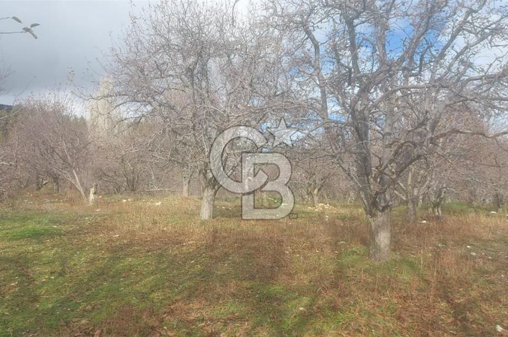 CB GİZ'DEN KAŞ YAYLA ÜZÜMLÜ'DE SATILIK BAHÇE