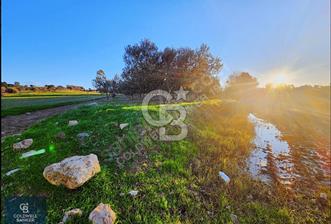 ÇANAKKALE AYVACIK KÖSEDERE' DE DENİZ MANZARALI ZEYTİNLİK - 3 - 326556