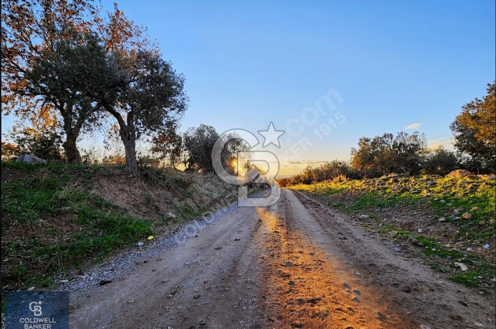 ÇANAKKALE AYVACIK KÖSEDERE' DE DENİZ MANZARALI ZEYTİNLİK