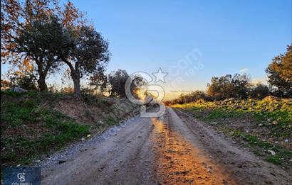 ÇANAKKALE AYVACIK KÖSEDERE' DE DENİZ MANZARALI ZEYTİNLİK