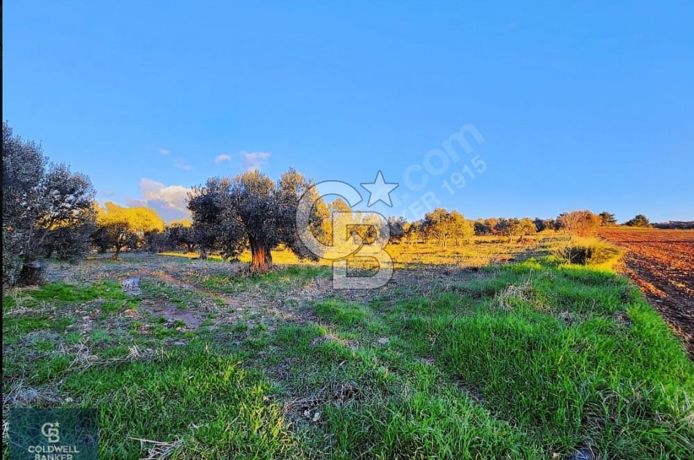 ÇANAKKALE AYVACIK KÖSEDERE' DE DENİZ MANZARALI ZEYTİNLİK
