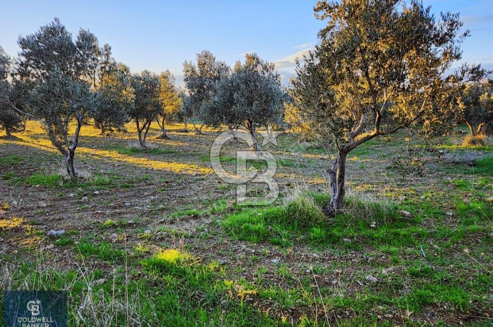 ÇANAKKALE AYVACIK KÖSEDERE' DE DENİZ MANZARALI ZEYTİNLİK