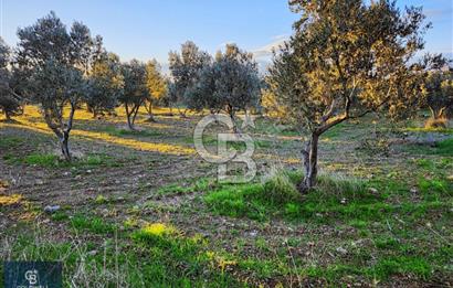 ÇANAKKALE AYVACIK KÖSEDERE' DE DENİZ MANZARALI ZEYTİNLİK