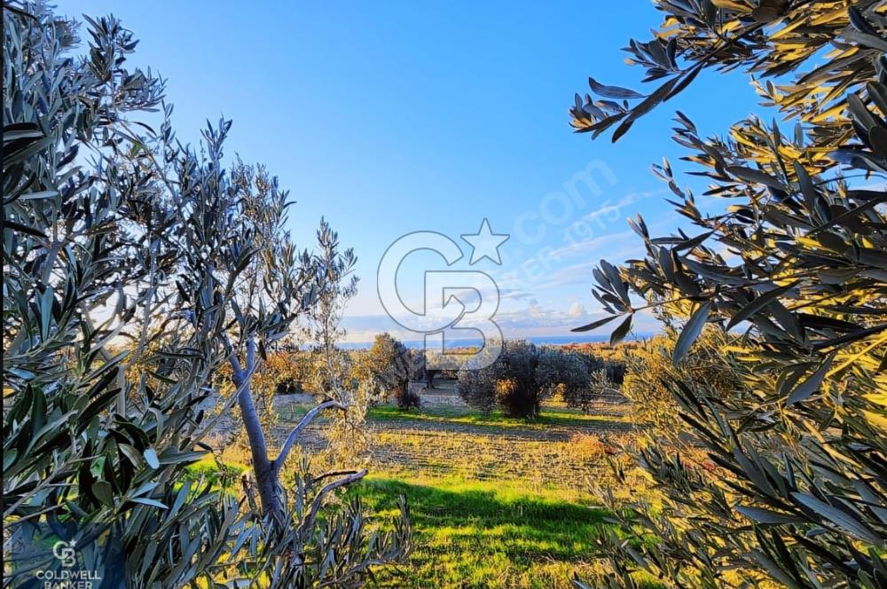 ÇANAKKALE AYVACIK KÖSEDERE' DE DENİZ MANZARALI ZEYTİNLİK