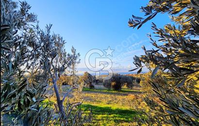 ÇANAKKALE AYVACIK KÖSEDERE' DE DENİZ MANZARALI ZEYTİNLİK