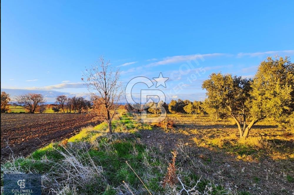 ÇANAKKALE AYVACIK KÖSEDERE' DE DENİZ MANZARALI ZEYTİNLİK