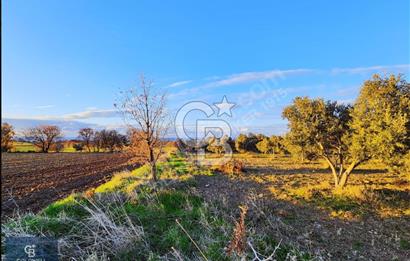 ÇANAKKALE AYVACIK KÖSEDERE' DE DENİZ MANZARALI ZEYTİNLİK