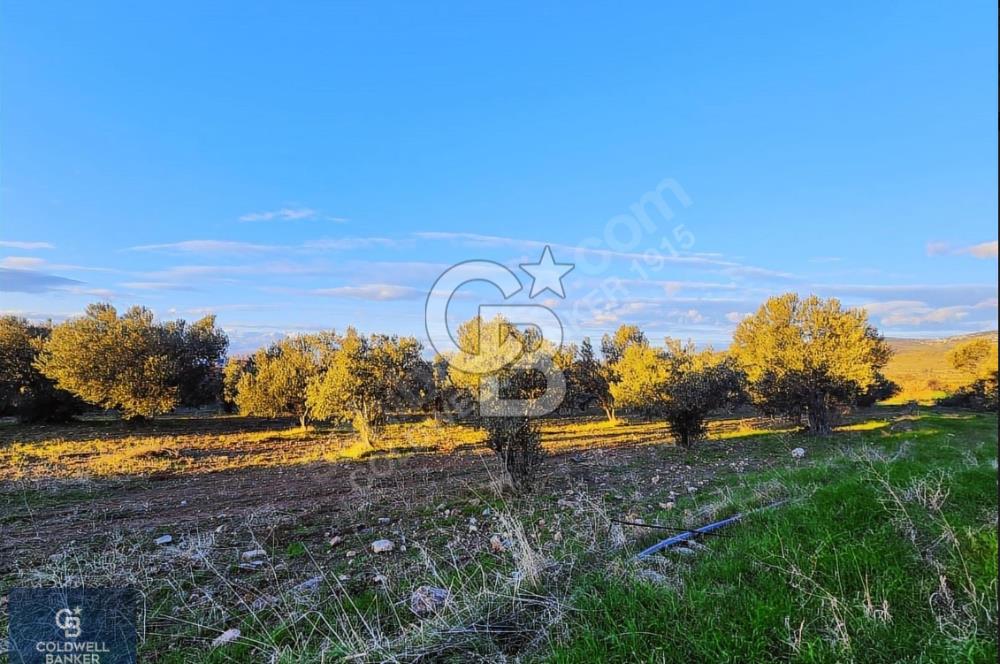 ÇANAKKALE AYVACIK KÖSEDERE' DE DENİZ MANZARALI ZEYTİNLİK